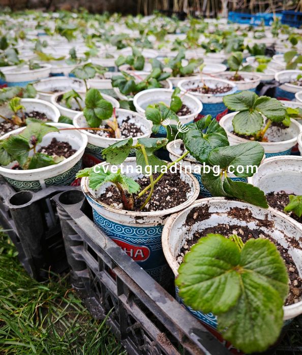 Целогодишни ягоди - пикирани в кофички