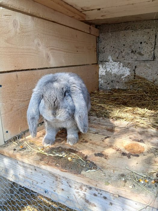 Vând mascul Berbec German!