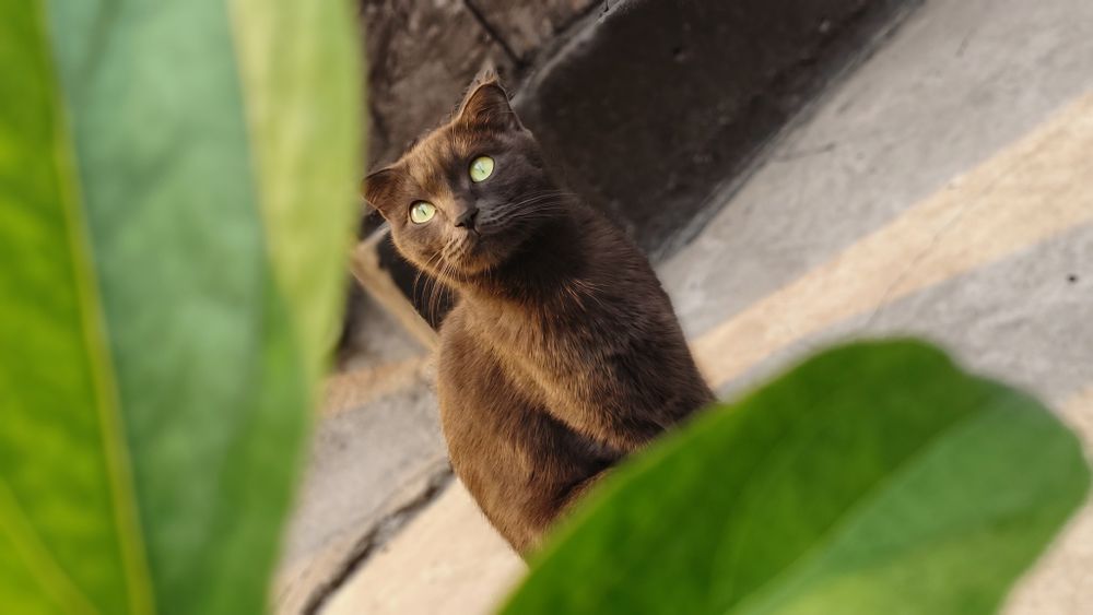 Котики  шотландские скотиш 2 месяца