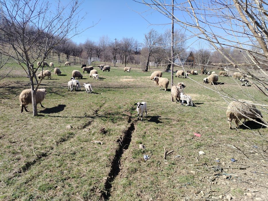 Vând oii cu mieii mai multe detalii la telefon