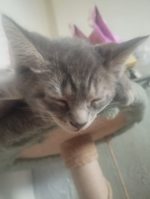 Отдам котят, 2 месяца
