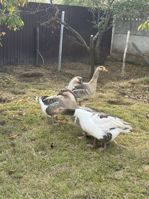 Vand gaste si rate lesesti