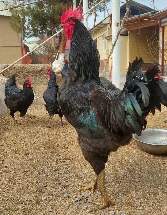 Gigant qora shahzoda sotiladi 12 oyli