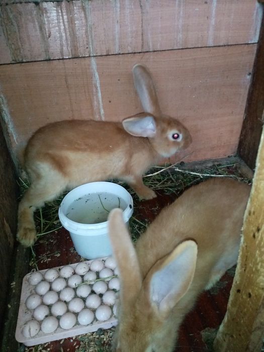 Бургон 3 айлық көжек тер