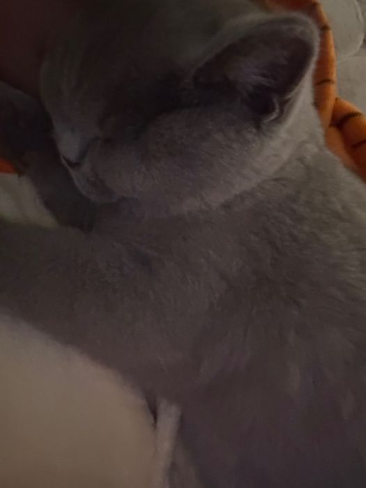 Котенок 4 месяца