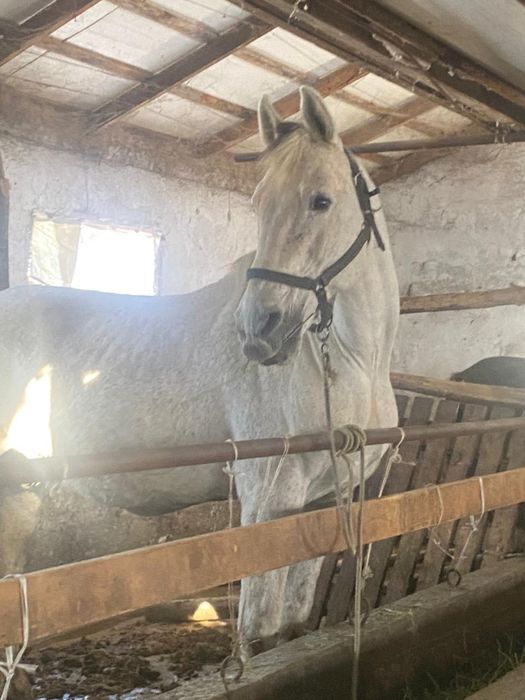 Айғыр сатылады...