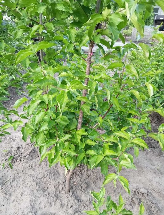 Кизил дерево и ягоды