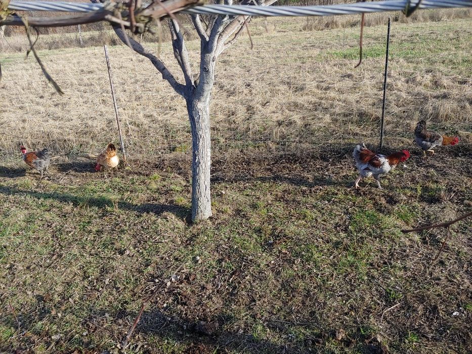 Curci curcani tineri