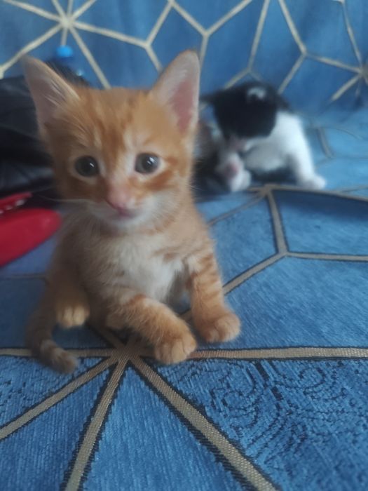Отдам котят. Возраст 1 мес.