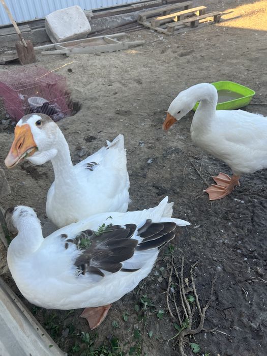 Продаются Гуси домашние