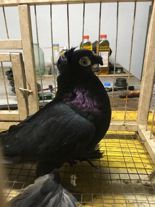 Продам Жучку молодая голубка