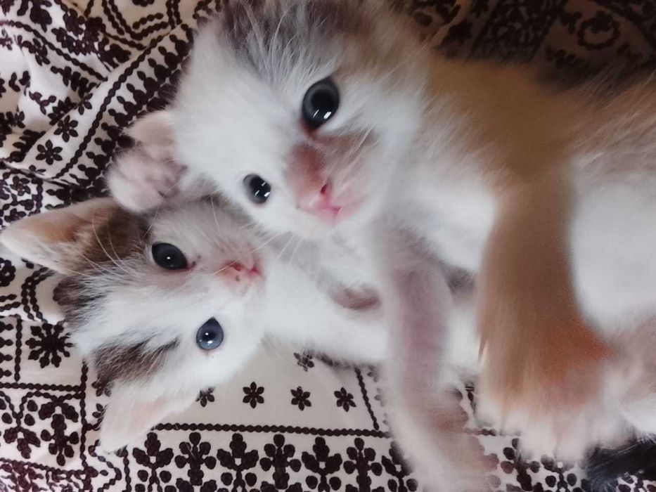 Отдам даром рукам котят