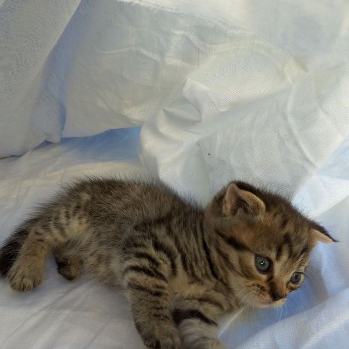 Сотилади срочна арзон нархларда‼️