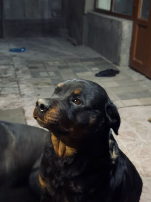 породистый ротвейлер