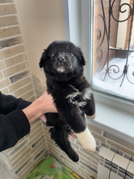 Отдам в добрые руки кутят