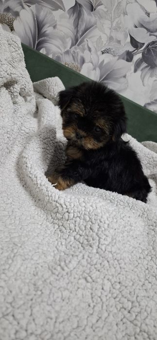 Щенки йоркширского терьера