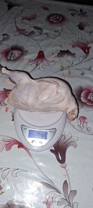 Белый гигант бедана