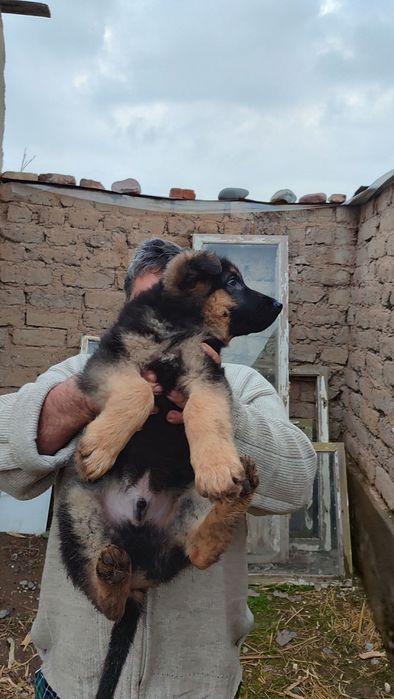 Продается щенок немецкой овчарки