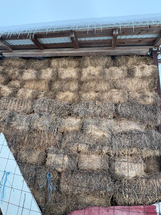 Vând baloti lucerna