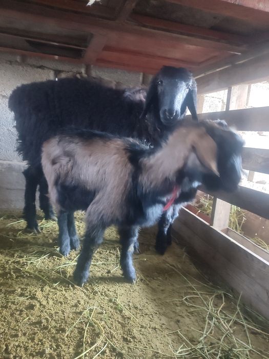 Ешкі лақтарымен  сатылады