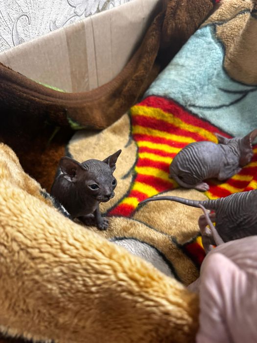 Продам котят донского сфинкса!