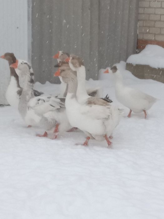 Продам гусей холмогоров