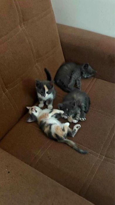 Котёнок / мушик боласи
