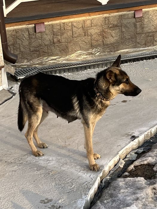 Отдадим щенков в хорошие руки