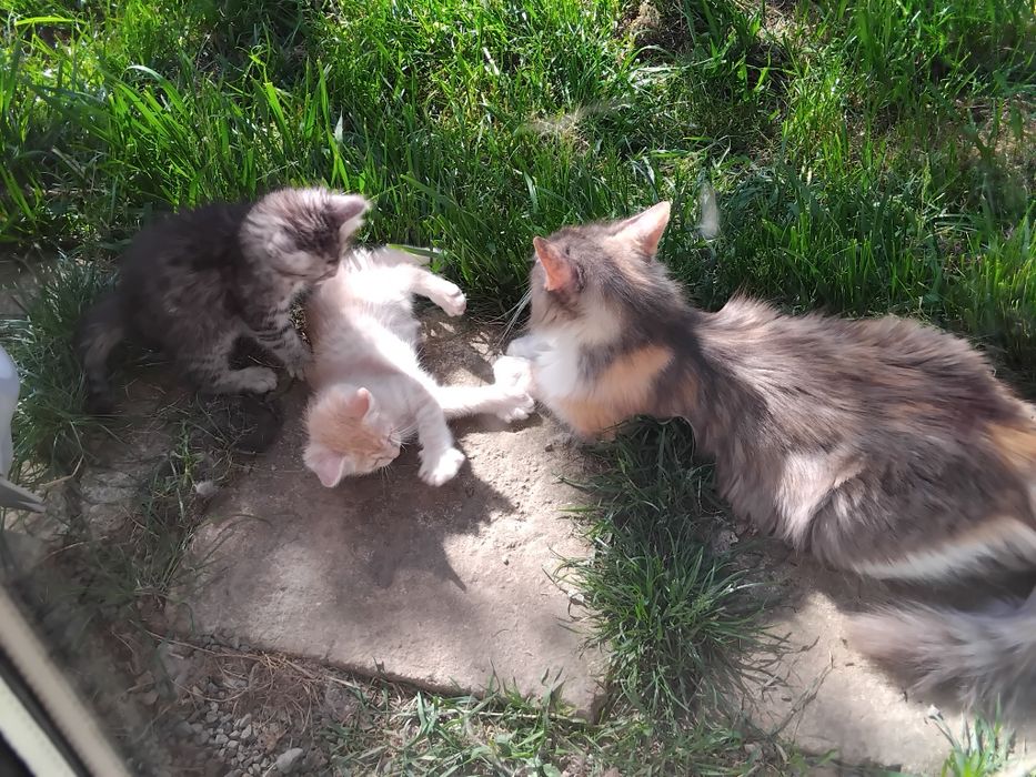 Donez pisici  mama norvegiană de  pădure