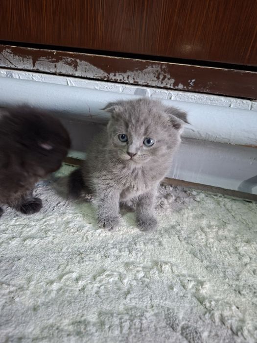 Продаются котята