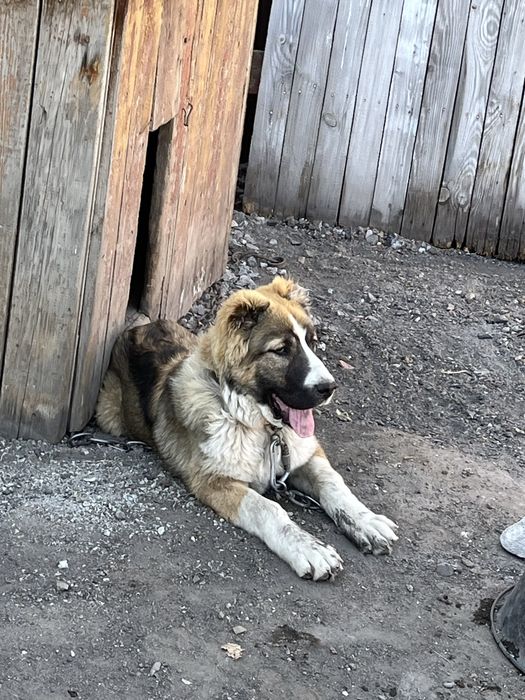 Продам щенка Алабая