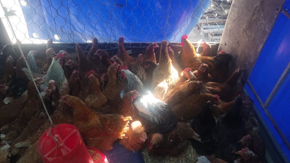 Продам куры домашние и ломан браун