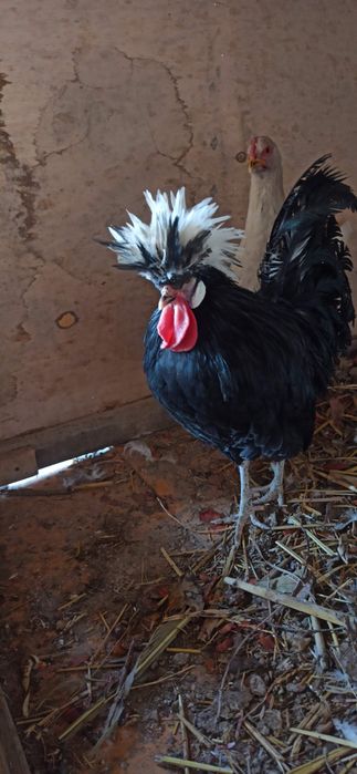 Хуруз сотилади  йо бартер килинади хашаки товукга 2 та га  нахтга 200