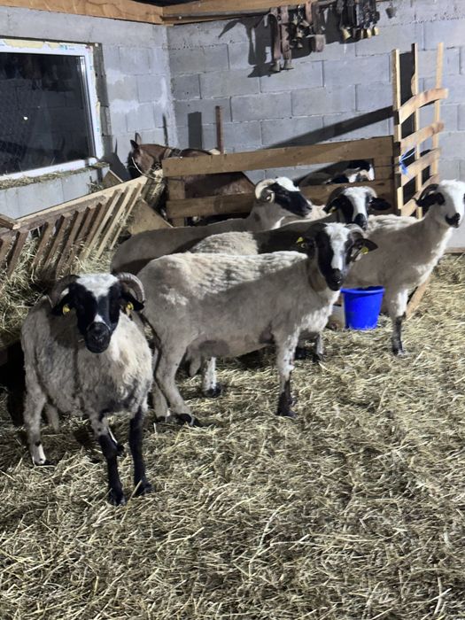 De vanzare 6 oi cu lapte