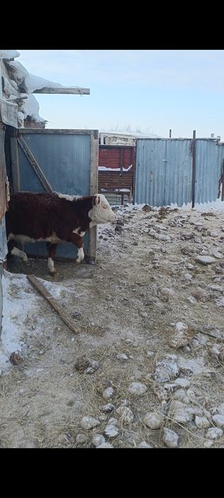 Акбас кашарлар сатылады плем статуспен