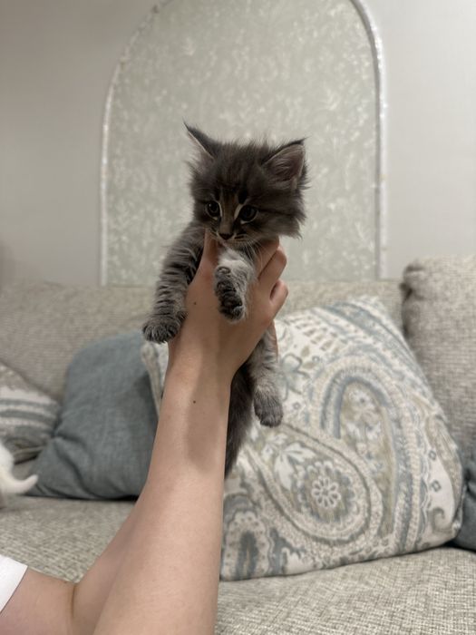 Продам ангорских котят