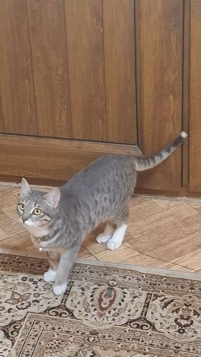 Кошка Луна. 6 мес