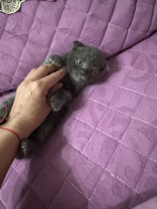 Скотиш фолд мальчик