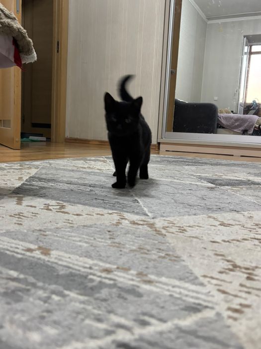 Отдам Котенка в хорошую семью