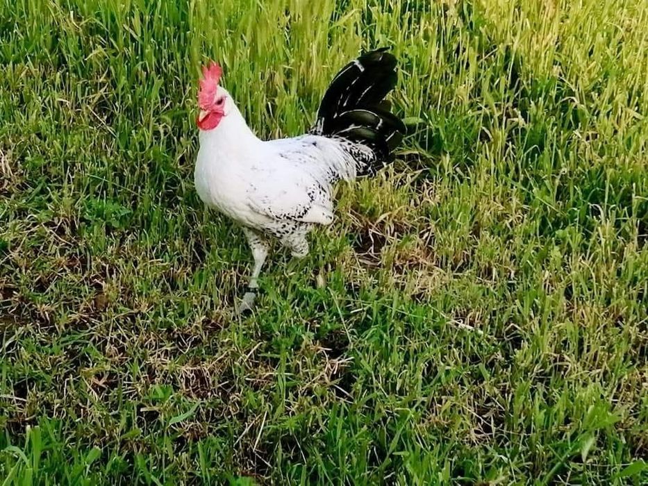 Разплодни яйца от Сребърно брезе Бантам-страхотни птици ,спокойни и ед