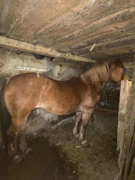 Vând iapă bună la probe