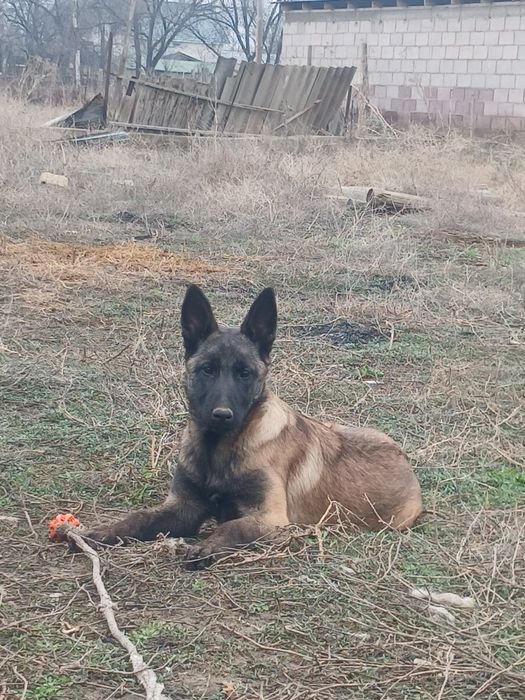 бельгийский овчарка