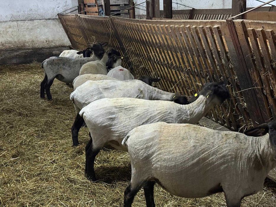 Oi Suffolk cu pedigree