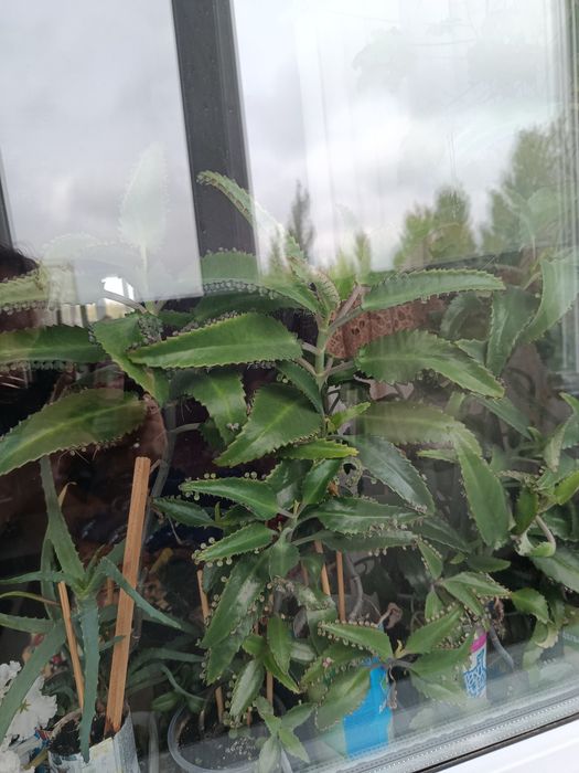 Продам КОЛАНХОЭ лечебное коланхое