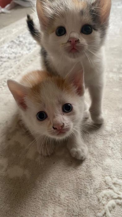 Отдаем котят в хорошие руки