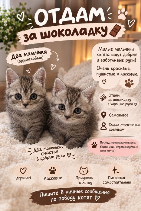Отдам котят