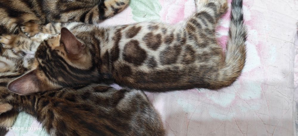 Бенгальские котята редкого окраса