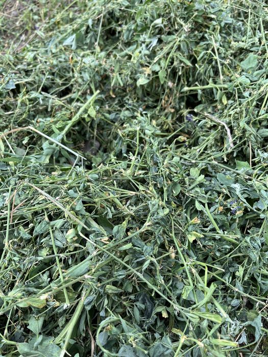 Vand prima coasă de lucerna