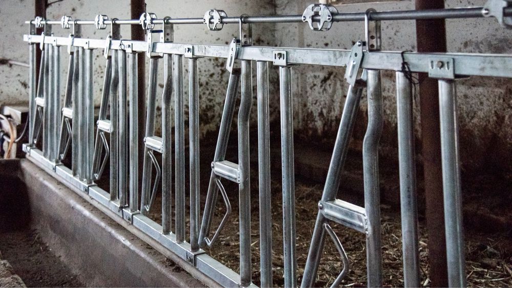 Front de Furajare Bovine