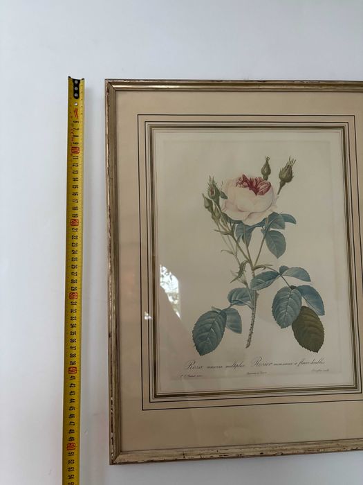 Print oficial La Redoute 3-a editie sec 19 trandafir alb rar